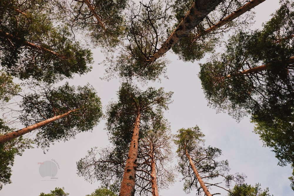 درخت کاج شمالی